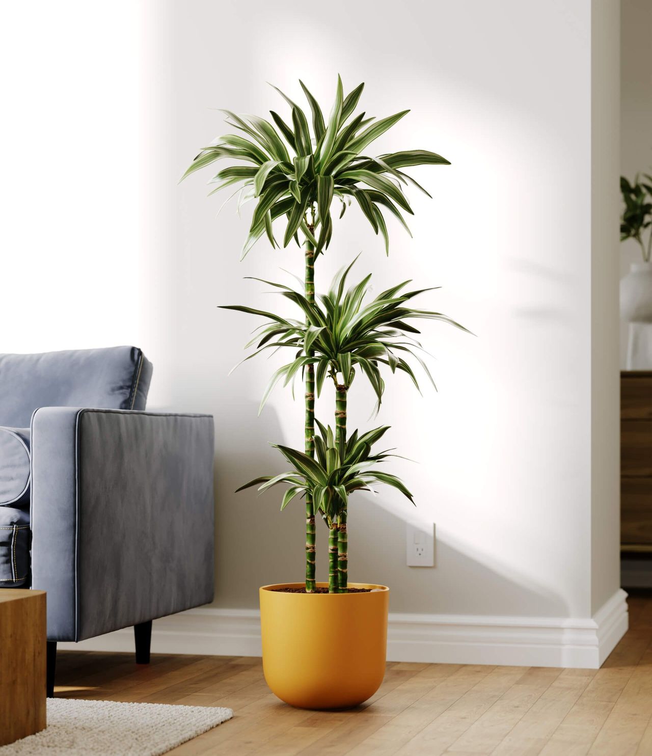3D Visualization of a Mustard Plant Pot Styled As a Hero Shot in a Contemporary Setting