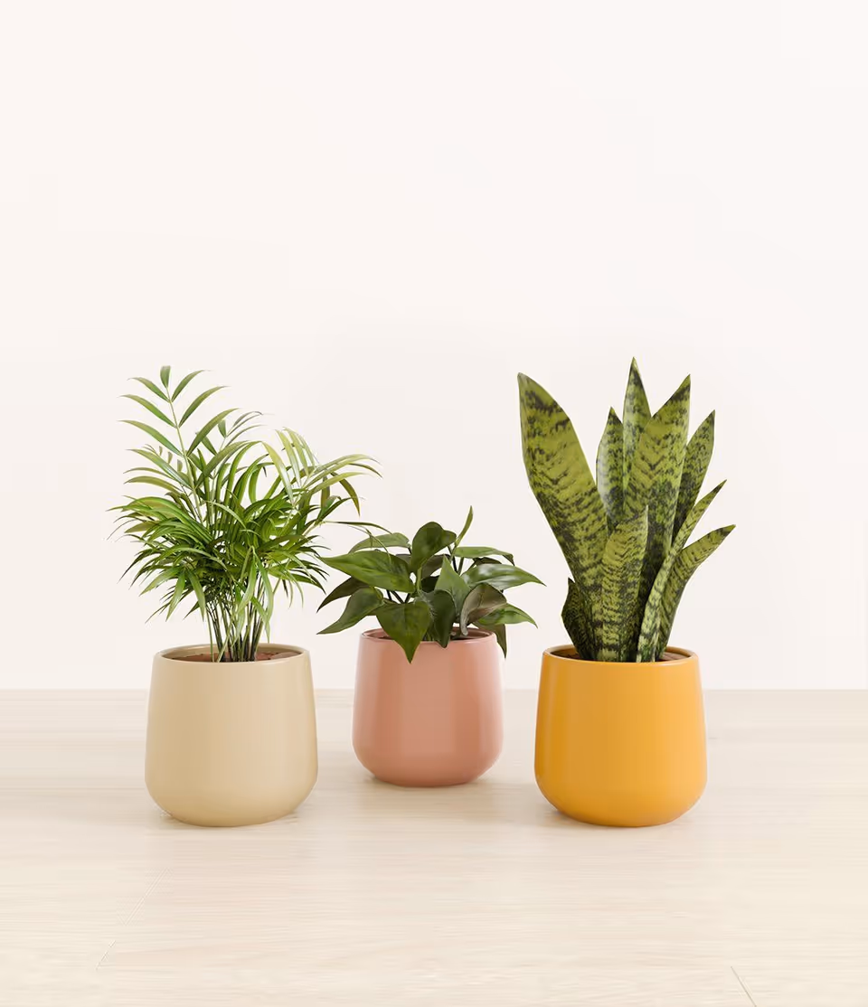 3D rendered image of potted plants showcasing realistic product rendering and 3D product visualization